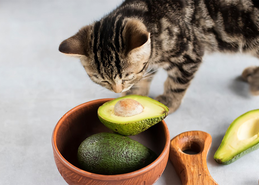 Can Cats Eat Avocado?