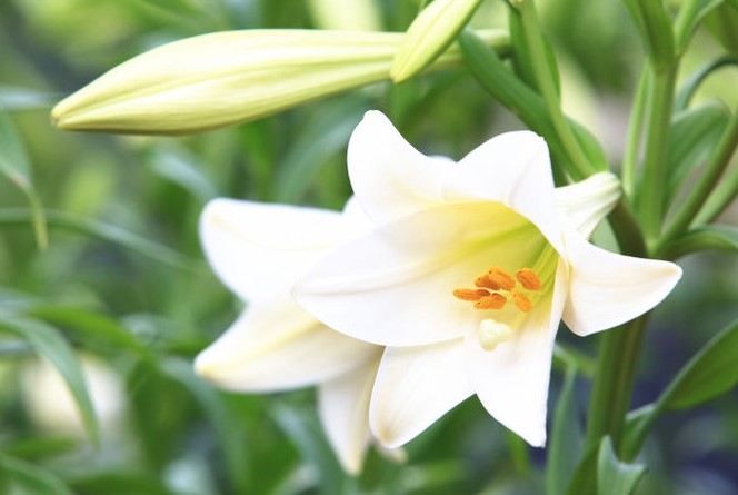 Orange lilies represent warmth