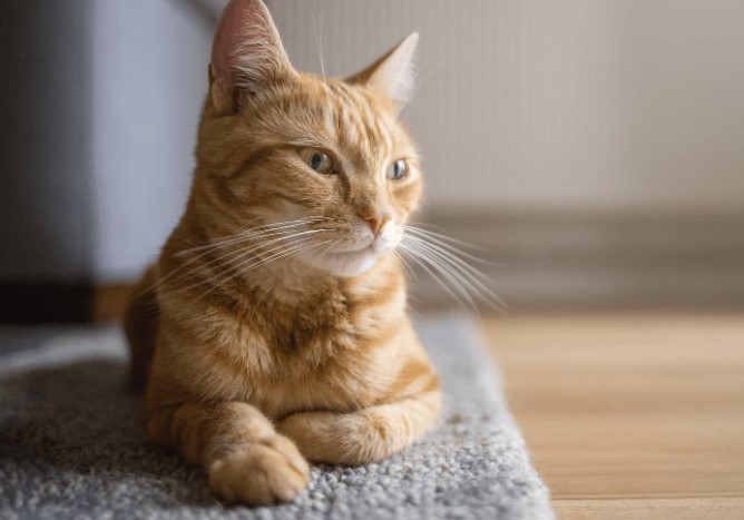 Parasites as a cause of smelly stool in cats