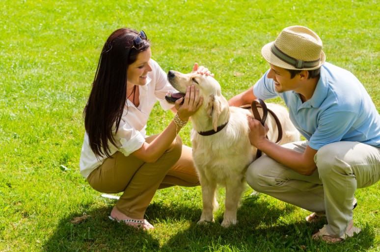 How to Shave a Dog