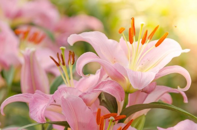 Lily Flower Meanings