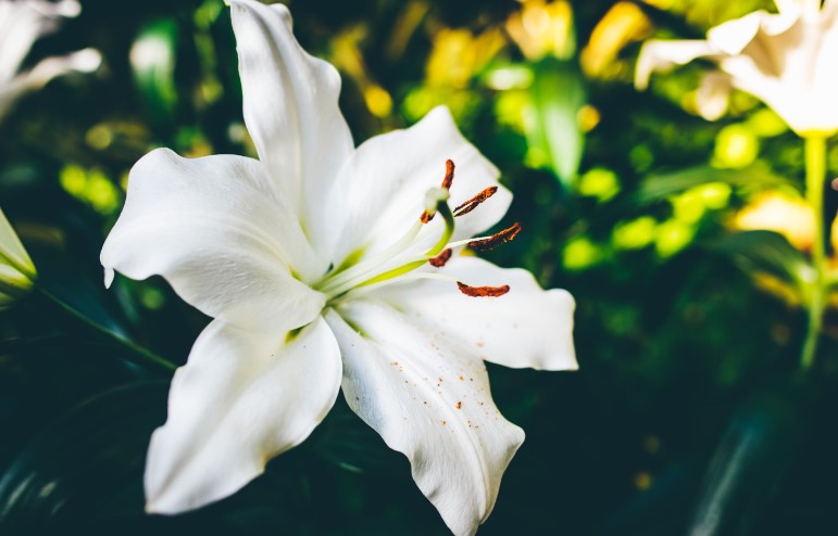 The Meaning and Care of the Lily Flower