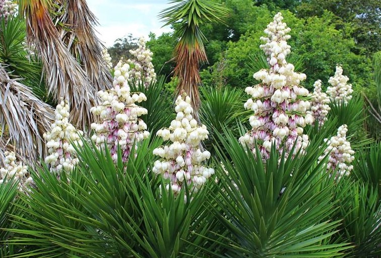 Protecting yucca from insects