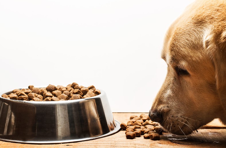 What Are the Benefits of Grain Free Dog Food