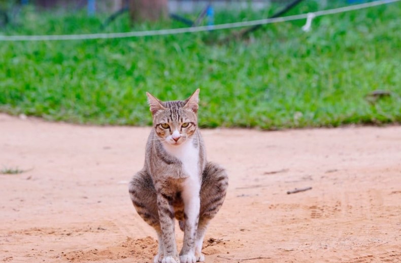 Why Your Cats Poop Smells So Bad