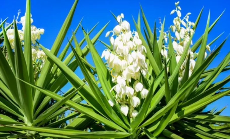 Yucca Flower Care
