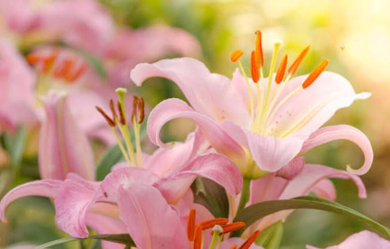 lily flower meaning