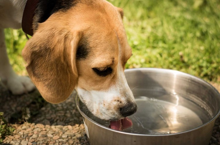 How Often Should You Clean Your Dogs Water Bowl