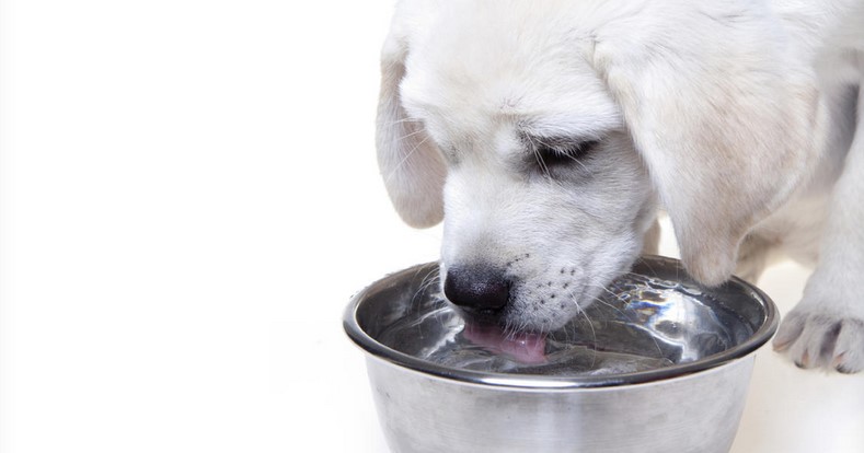 How do you keep bacteria out of a dog's water bowl?