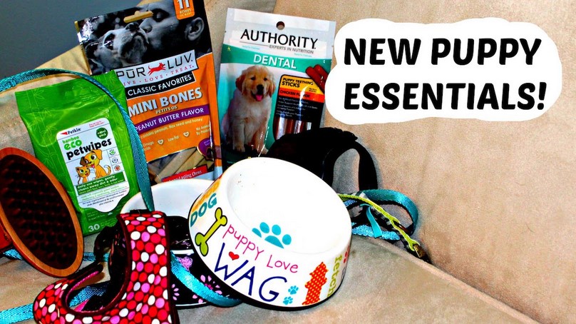 Essential Items For Your Dog's Shopping List