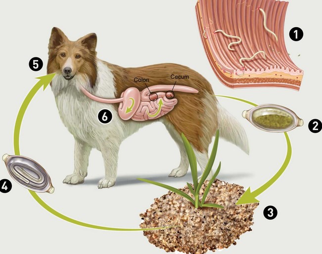 Fish Oil For Dogs - What Happens When Your Dog Has a Deficiency in EPA Or DH