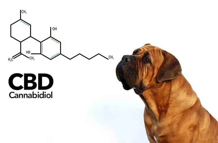 How much EPA and DHA does a dog need?