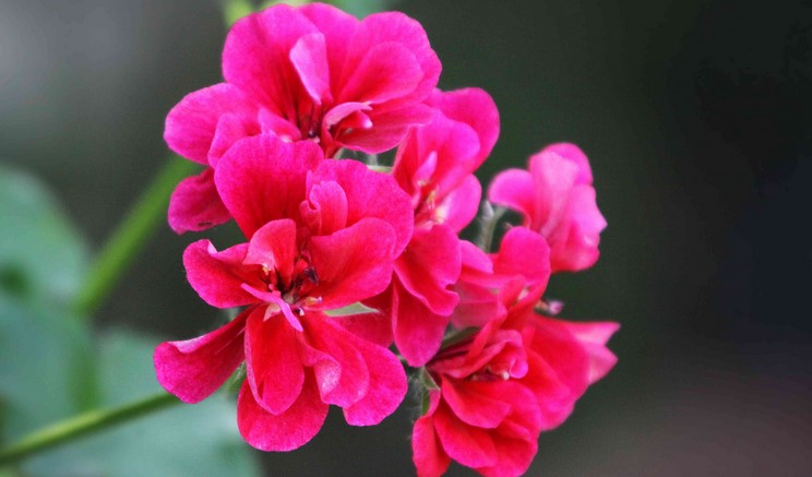 The Benefits of Geranium