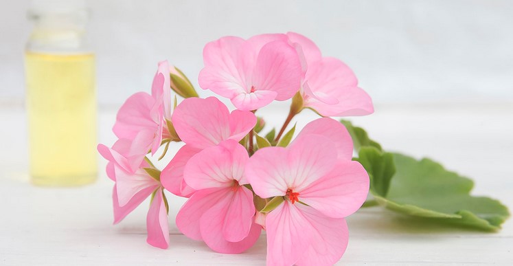 Is geranium a blood thinner?