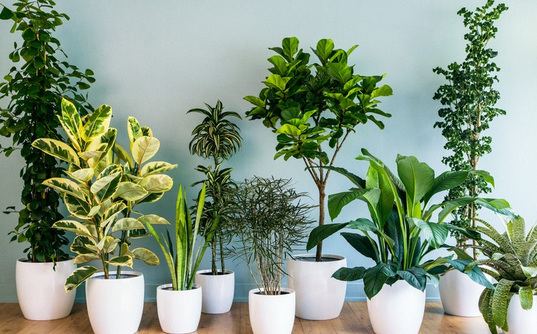 What is the Easiest Small Indoor Plant to Care For