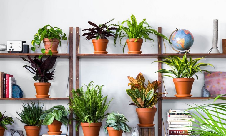 What is the most low maintenance indoor plants?