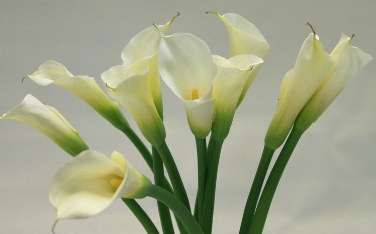 Calla Lily Flower