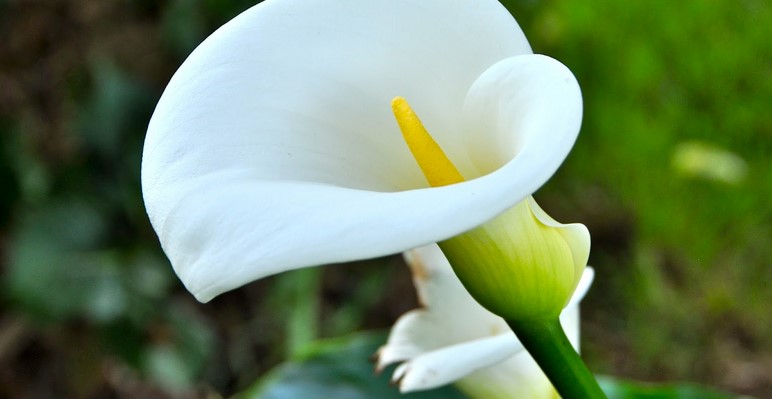 How long do calla lily flowers last?